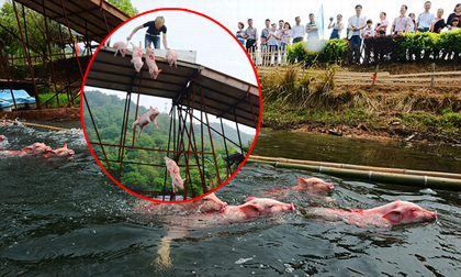 Cuộc thi lợn nhảy cầu kỳ lạ 