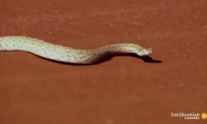 Cận cảnh 'sát thủ' đáng sợ nhất trên sa mạc Sahara