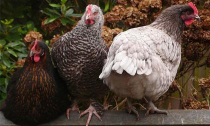 Sự thật về loài gà khiến chúng ta phải thay đổi suy nghĩ