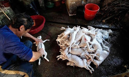 Loạt ảnh giết chó ở Trung Quốc gây bức xúc cộng đồng