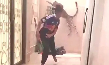 Thoát chết trong gang tấc khi bị báo đuổi