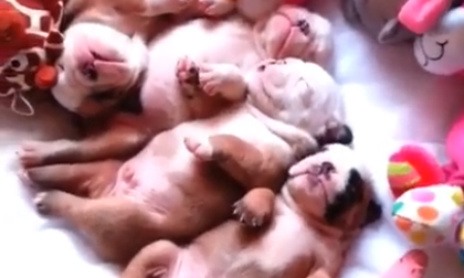 Đàn cún dễ thương... nhất quả đất