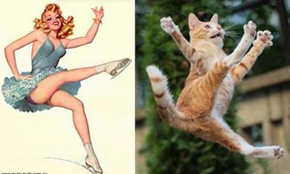 Những chú mèo 'bá đạo' tạo dáng như siêu mẫu chuyên nghiệp