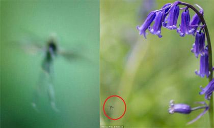 Phát hiện sinh vật lạ như nàng tiên trong phim Tinkerbell