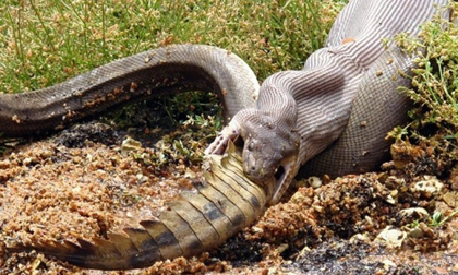 Những hình ảnh chứng minh Úc là nơi đáng sợ nhất thế giới