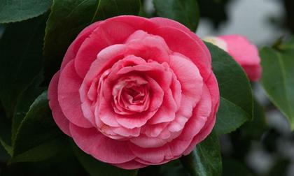 Những loài hoa siêu đẹp và hiếm có nhất đang tồn tại trên hành tinh