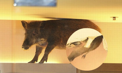 Bất ngờ lợn rừng rơi từ trên trần xuống cửa hàng quần áo