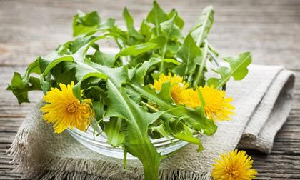 7 tác dụng chữa bệnh 'thần kì' của bồ công anh