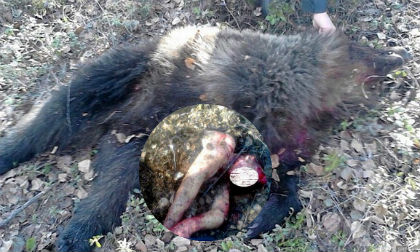 Thoát chết  sau khi bị gấu tấn công và... chôn sống