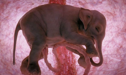 Những hình ảnh phôi thai động vật hiếm hoi mà bạn chưa từng thấy