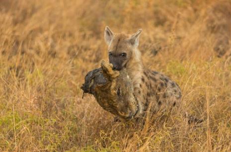 Linh cẩu ngoạm đầu sư tử để 'phô trương thanh thế'