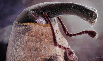  Hình ảnh đáng sợ về những côn trùng sống cùng người