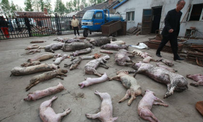 Xót lòng cảnh lợn chết ngổn ngang do điện giật