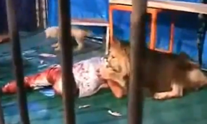 Kinh hoàng: Sư tử sổng chuồng cắn chết nhân viên dọn vệ sinh
