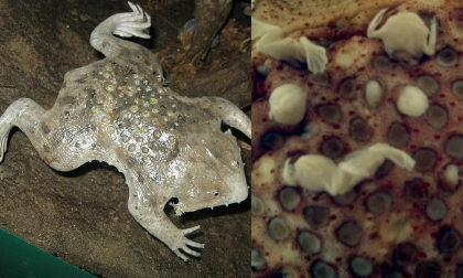 Clip kinh hãi loài cóc đẻ con qua da