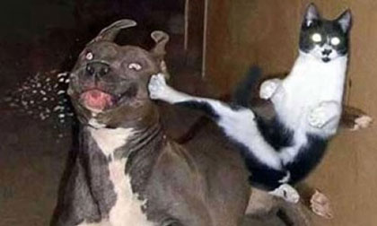 Cười 'chảy nước mắt' với chùm ảnh vui nhộn của động vật