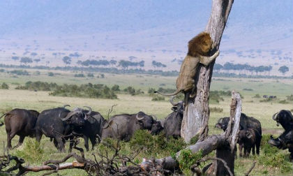 Khoảnh khắc sư tử chạy thục mạng vì bị trâu rừng truy đuổi