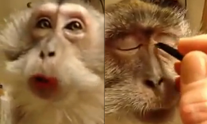 Clip trang điểm cho khỉ gây sốt cộng đồng mạng