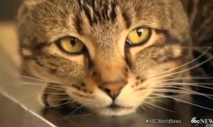 Mèo tấn công chó để bảo vệ chủ