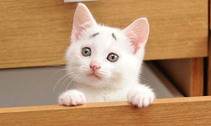 Mèo con có 'gương mặt đáng thương' gây sốt