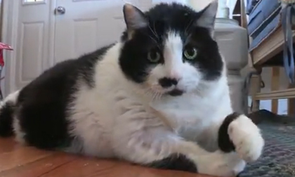 Mèo ú nặng gần 15kg