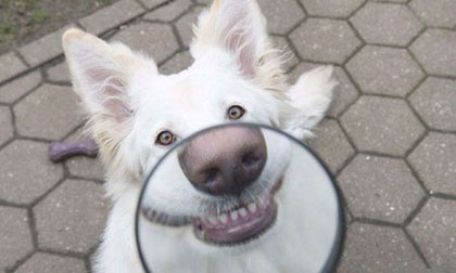 Cười 'chảy nước mắt' với chùm ảnh vui nhộn của động vật (P2)