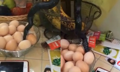 Hãi hùng rắn bò vào bếp ăn trứng gà