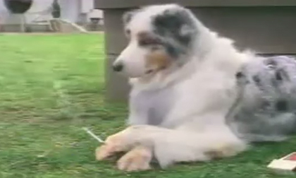 Chết cười với chú chó hút thuốc cực ngầu