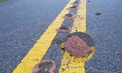 Hàng loạt ổ giun lớn xuất hiện bất thường trên đường