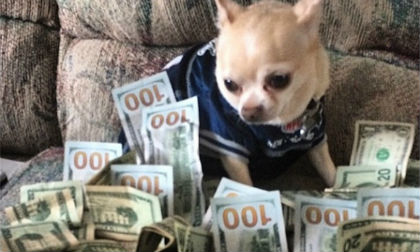 Những chú chó có cuộc sống giàu sang