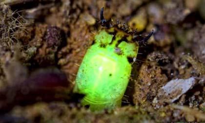 Điểm danh sinh vật kỳ lạ rất ít người tin từng tồn tại trên trái đất