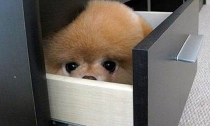 Chết cười với những chú chó chơi trốn tìm