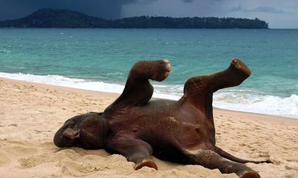 Những bức ảnh tạo dáng 'đáng xấu hổ' của động vật