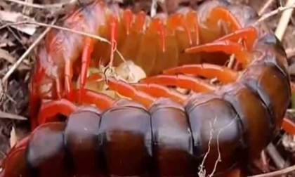 Cận cảnh loài rết ấp trứng