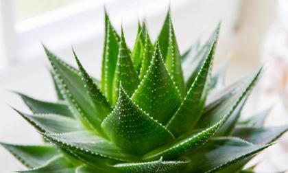 8 loại cây nên để trong phòng sẽ giúp bạn có giấc ngủ ngon