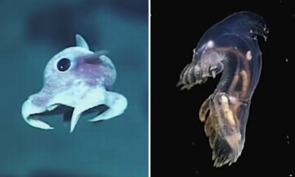 Loài vật có hình dạng kỳ quái như trong phim kinh dị