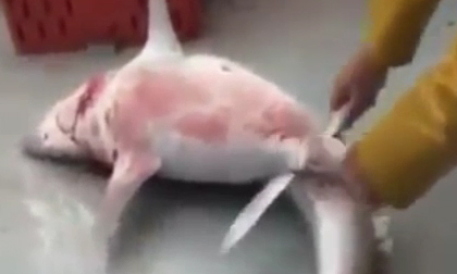 Mổ bụng cá mập thấy điều không tưởng