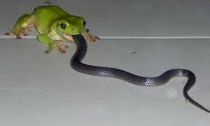 Ếch xanh nuốt chửng rắn sống