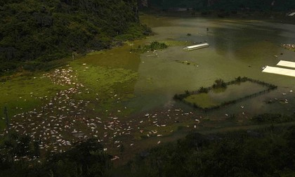 16.000 con lợn chết chật kín một dòng sông