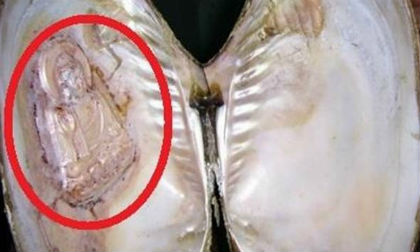 Phát hiện hình phật in trên vỏ con trai