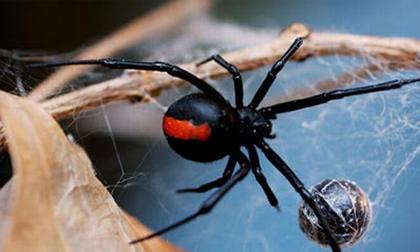 Những sinh vật nhỏ bé có sức giết người khủng khiếp