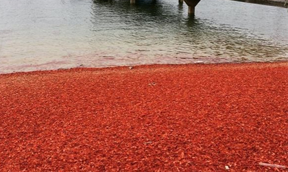 Hàng vạn con cua nhuộm đỏ bờ biển California