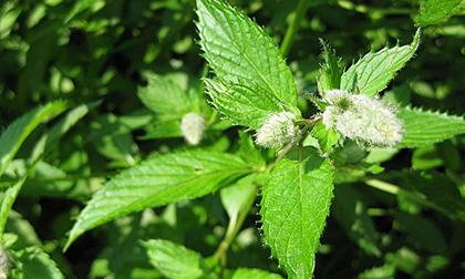 'Thần dược' chữa bệnh đau đầu có ngay trong vườn