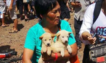 Mua 100 con chó để cứu chúng khỏi bị giết