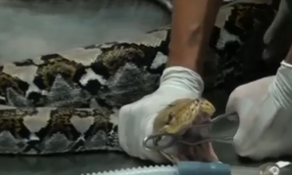 Phẫu thuật cứu sống trăn khủng