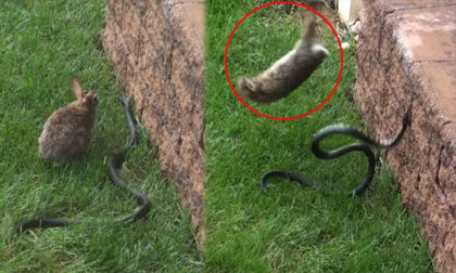 Thỏ quyết chiến hiên ngang với rắn hổ mang bảo vệ con