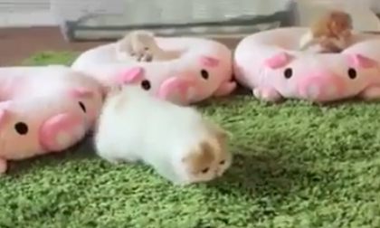 Những chú mèo dễ thương nhất quả đất