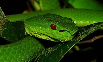 Rắn lục đuôi đỏ bò lổm ngổm ở TP.HCM