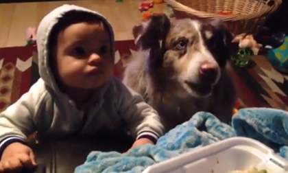 Chú chó biết nói 'mama' để tranh đồ ăn với bé