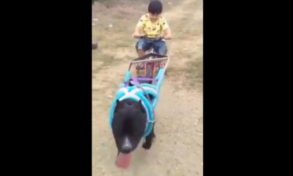 Chó Pitbull bị trói làm xe kéo gây phẫn nộ